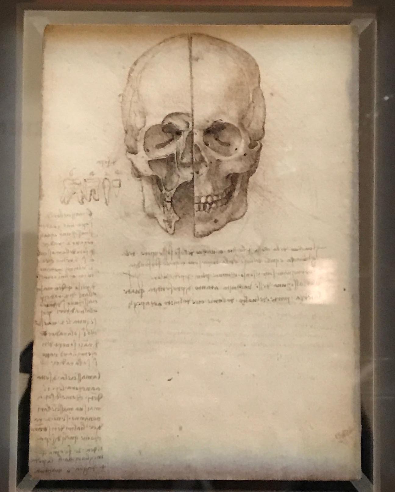 da vinci skull da vinci skull